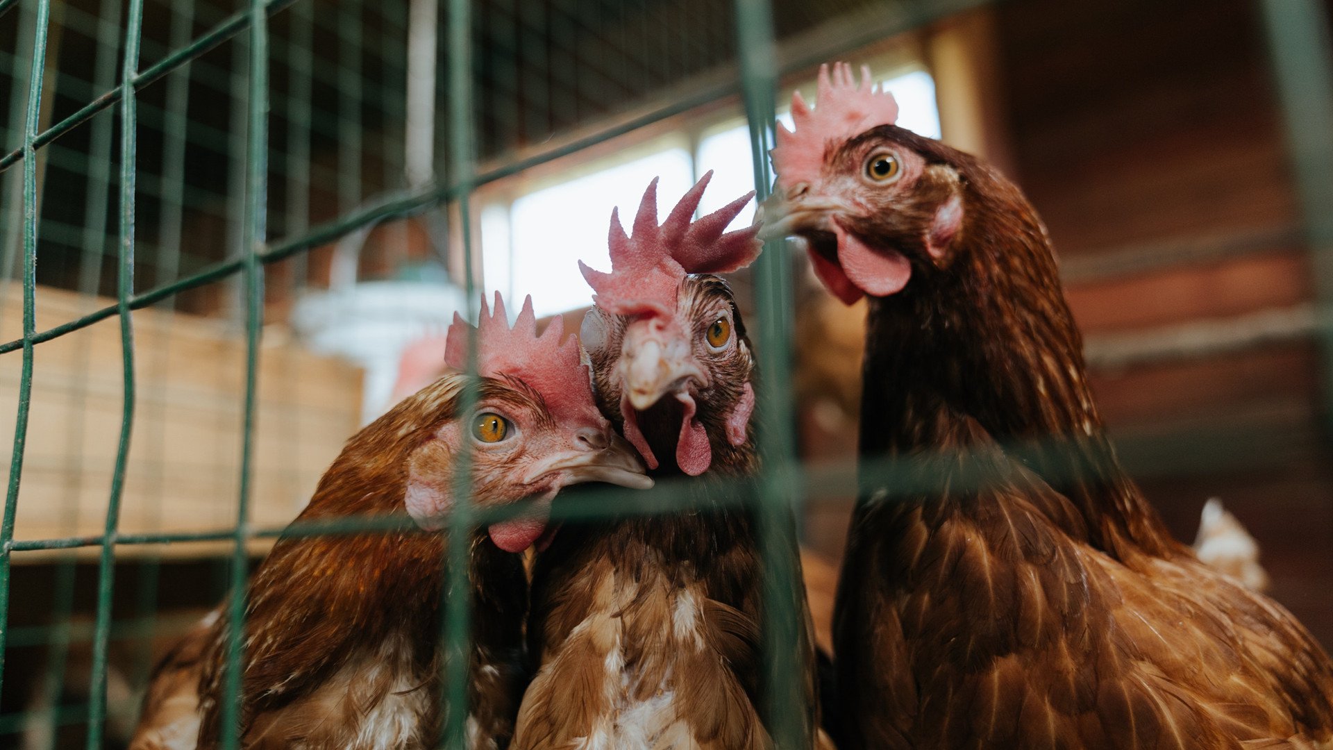 世界俱乐部杯在线观看-后腰对压迫下出球起到关键作用，腰后面有压迫感