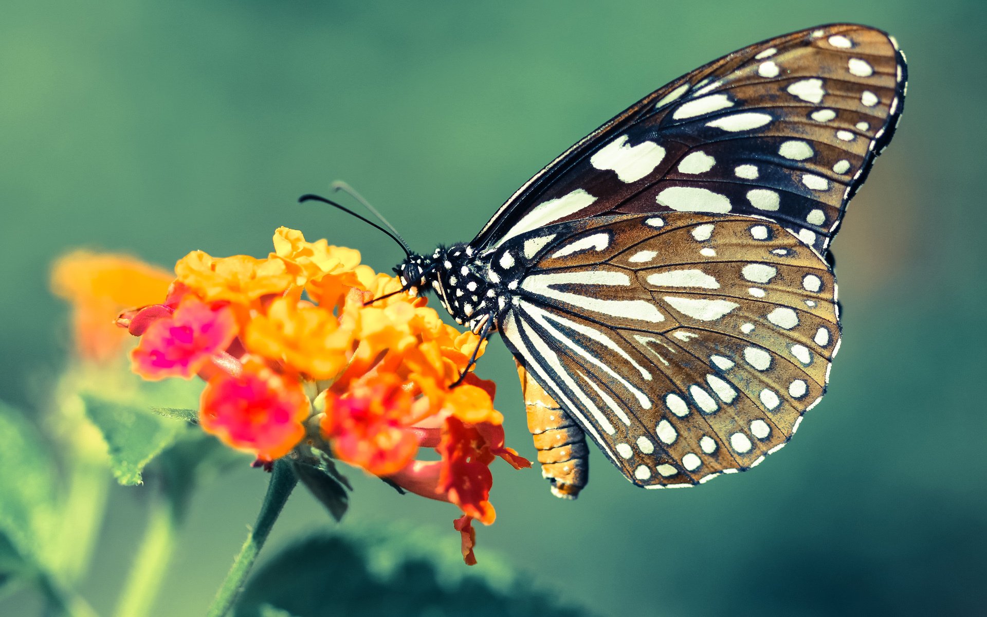 世界足球联盟推进裁判国际资格互认，提升执法一致性，国际知名足球裁判
